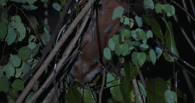 Bengal slow loris climbing through dense jungle foliage at night. Rare nocturnal primate behavior and wildlife conservation.