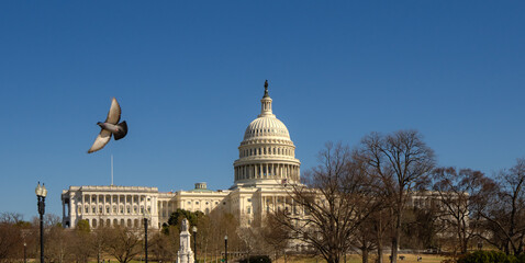 Fototapeta premium Washington DC. Capitol dome. Congress and Senate Capitol building in Washington D.C.