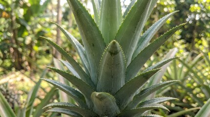 Fototapeta premium Vibrant green crown of a pineapple plant close up displaying sharp serrated leaves in natural sunlight