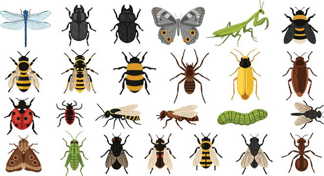 Insects Vector Set with Beetles, Bees, Butterfly and Garden Bugs Isolated Entomology Collection