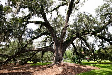 Fototapeta premium Oak tree with wide natural branches. Oak tree covered in spanish moss. Oak tree standing in green park. Oak tree representing wild nature.