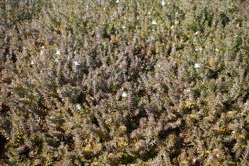白い花が咲いたウエストリンギア