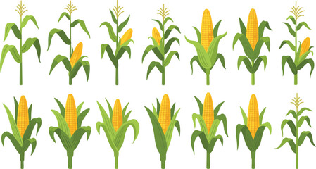 Naklejka premium Corn plant growth stages vector set showing maize crop with green leaves and yellow cobs for agriculture farming and organic food design.