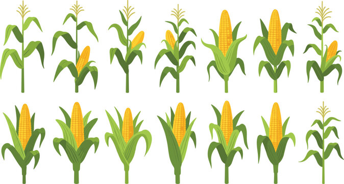 Corn plant growth stages vector set showing maize crop with green leaves and yellow cobs for agriculture farming and organic food design.