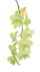 Naklejka premium A delicate stem of pale green orchid flowers against a white background