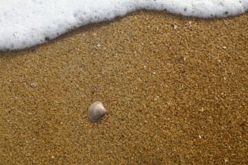 shell on the beach