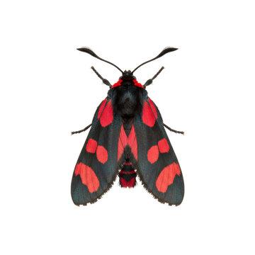 Zygaena filipendulae moth black and red isolated