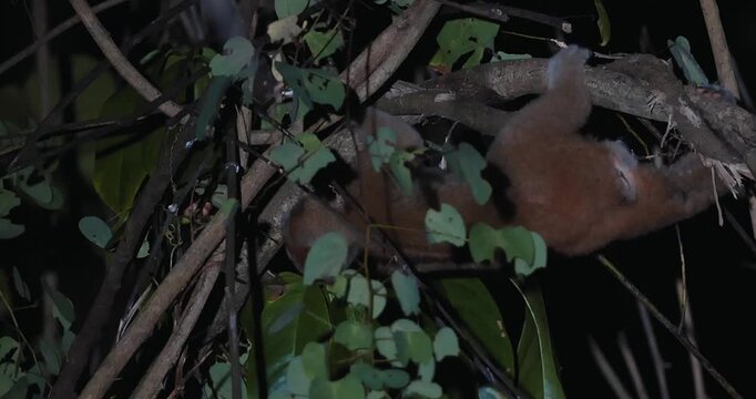 Bengal slow loris climbing through dense jungle foliage at night. Rare nocturnal primate behavior and wildlife conservation.
