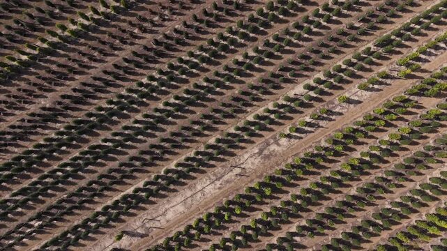 Drone overhead view of a large commercial tree nursery or plant farm, orderly rows and geometric patterns of potted evergreen trees, with lake in the background