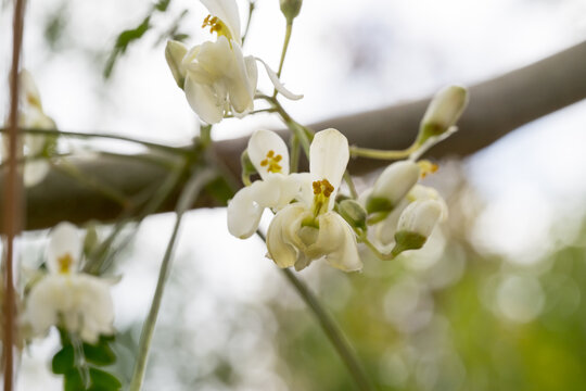 Beautiful Moringa (Moringa oleifera) flowers.
