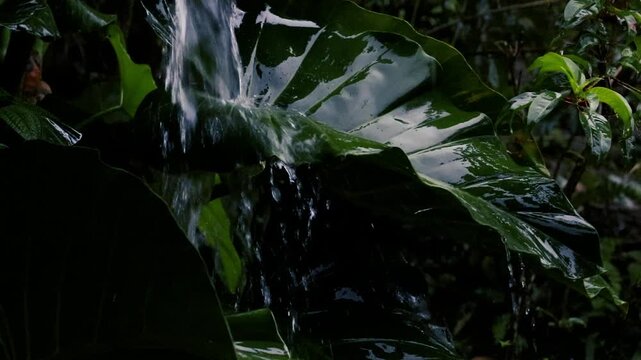 Rain falling on lush green tropical leaves in dark jungle forest, wet foliage close up background