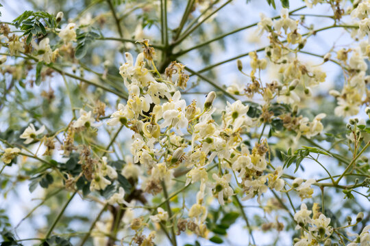 Beautiful Moringa (Moringa oleifera) flowers.
