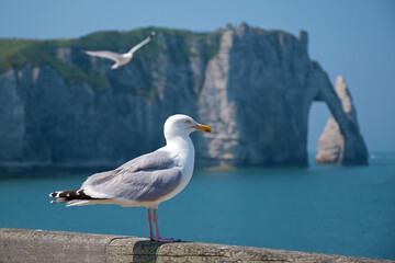 Eine M&ouml;we am Kiesstrand von Etretat mit dem Felsen Porte d&lsquo;Aval im Hintergrund, Seine-Maritime, Normandie