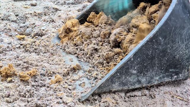 Cleaning horse manure at a farm using a rake and shovel . Farm maintenance task for agricultural work and horse care education concept.