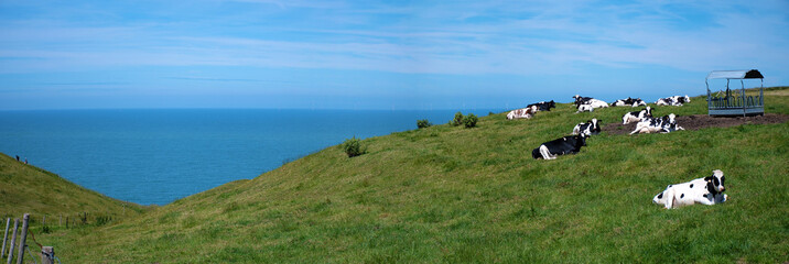 Fernwanderweg GR21 in den Feldern und Wiesen entlang der Küste, mit Kühen, zwischen Bénoville...