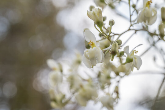 Beautiful Moringa (Moringa oleifera) flowers.