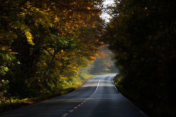 Obraz premium Fall Forest Highway Curving road through vibrant autumn woodland