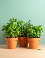 Fototapeta premium Three Potted Culinary Herbs in Terracotta Pots Against Pale Blue Background