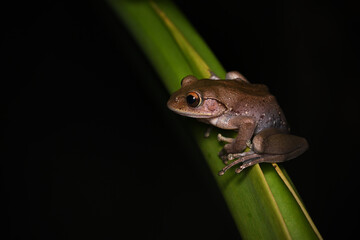 Obraz premium Madagascar Bright-eyed Tree Frog (Boophis) Perched on Green Leaf in Rainforest 