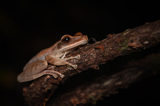 Common Tree Frog (Polypedates) Perched on a Textured Branch in the Night Rainforest