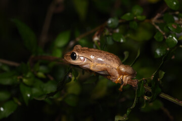 Fototapeta premium Spot-legged Tree Frog (Polypedates megacephalus) Perched on a Branch in the Dark Rainforest