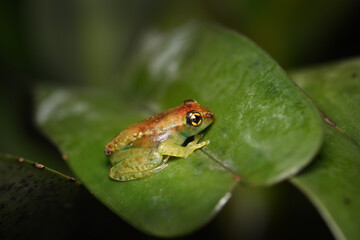 Obraz premium Madagascar Bright-eyed Tree Frog (Boophis) Perched on Green Leaf in Rainforest