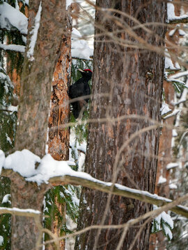 A black woodpecker sits on an old pine tree in the depths of the forest. The bird removes the bark from the tree. Winter forest background with woodpecker.