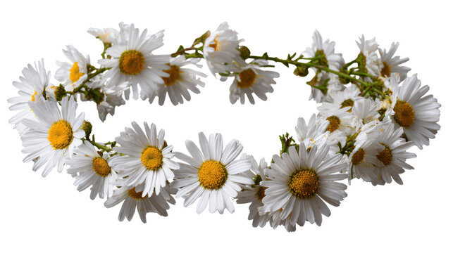 Daisy flower crown forming an elegant circle, symbolizing spring renewal and natural beauty, ideal for celebrations and rustic decor with transparent background