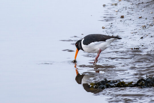 single oystercatcher wading bird on mudflats by the sea shore in northern England in winter