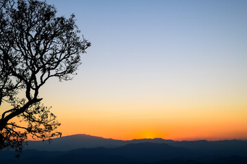 Gnarled tree branches silhouetted against a vibrant gradient sky at sunset. Nature background.