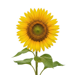 A vibrant sunflower standing tall against a white background with green leaves.