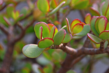 Close-up of vibrant jade plant succulent with green leaves and red edges in natural light, symbolizing growth, prosperity and wellness. Ideal for use in blogs, ads, d&eacute;cor, finance and lifestyle market