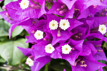 Beautiful great bougainvillea flowers.