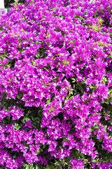 Obraz premium Beautiful great bougainvillea flowers.