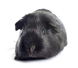 guinea pig in studio
