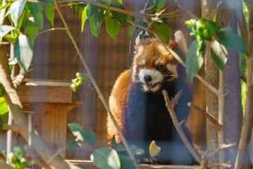 Fototapeta premium close-up portrait of a red panda with an affectionate and endearing expression. The detailed fur and gentle eyes highlight the charm and innocence of this beloved endangered species.