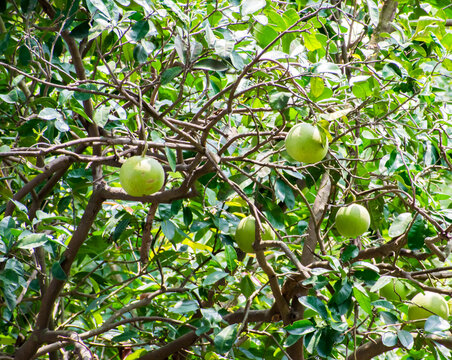 Daab Nimbu growing naturally on a citrus tree, surrounded by fresh green leaves. Indian citrus fruit cultivation, organic farming, and seasonal harvest. 