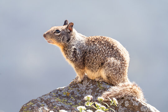 A ground squirrel perched on a rock near Morro Bay, California.