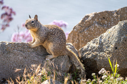 A ground squirrel perched on a rock near Morro Bay, California.