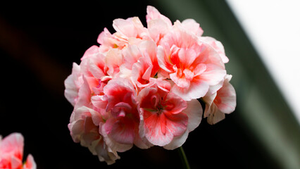 El g&eacute;nero Geranium, com&uacute;nmente llamado geranio, agrupa 422 especies de plantas anuales, bienales y perennes frecuentemente utilizadas en jardiner&iacute;a por sus atractivas flores y su aroma caracter&iacute;stico