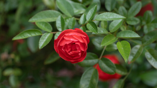 Floribunda (palabra en lat&iacute;n para "mucha-floraci&oacute;n") es un grupo de rosas modernas de jard&iacute;n que fue desarrollado por el cruce de h&iacute;brido de t&eacute; con rosas polyantha, esta &uacute;ltima derivada de los cruces 