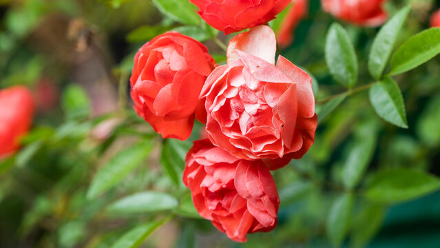 Floribunda (palabra en lat&iacute;n para "mucha-floraci&oacute;n") es un grupo de rosas modernas de jard&iacute;n que fue desarrollado por el cruce de h&iacute;brido de t&eacute; con rosas polyantha, esta &uacute;ltima derivada de los cruces 