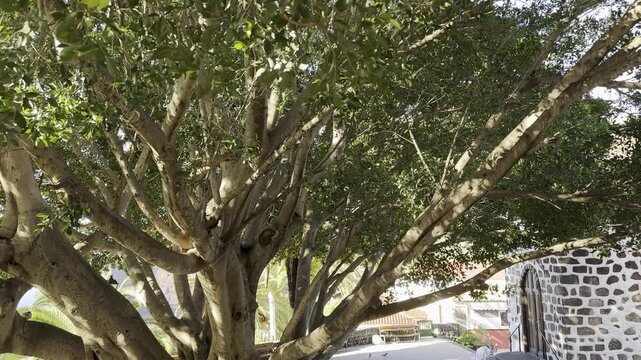 Malayan Banyan Tree Ficus Microcarpa with Aerial Roots