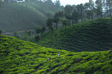 Breathtaking scenic view of the rolling tea plantations and misty green hills of Munnar. The landscape features endless tea gardens, winding mountain roads, and clouds floating over the Western Ghats © Manvendra