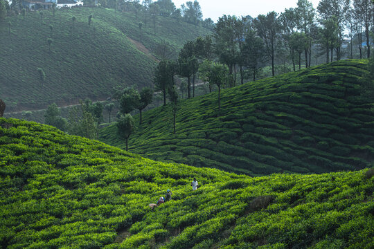 Breathtaking scenic view of the rolling tea plantations and misty green hills of Munnar. The landscape features endless tea gardens, winding mountain roads, and clouds floating over the Western Ghats