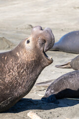 A male elephant seal on a beach near San Simeon, California. 