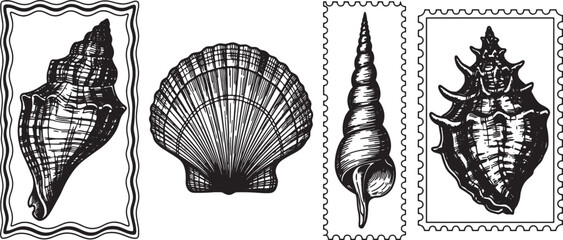 black and white illustrations of various seashells © GraphicGrove