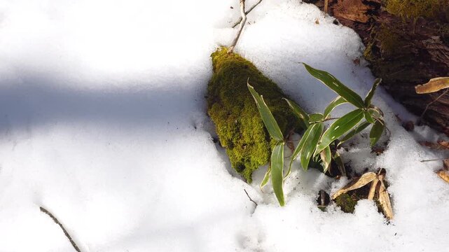 苔むした朽ちた切り株と熊笹が揺れる雪の風景