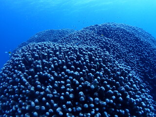 沖縄・石垣伊原間湾海底のサンゴの森