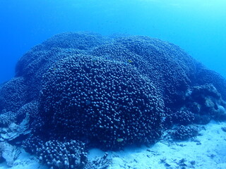沖縄・石垣伊原間湾海底のサンゴの森